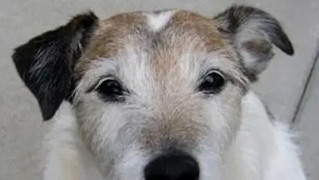 Ce au găsit medicii în stomacul acestui câine