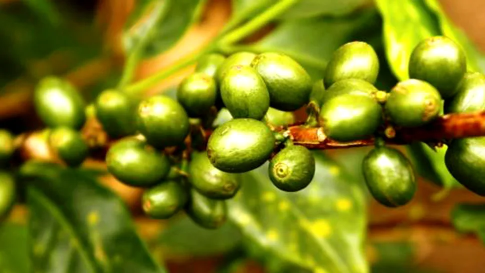 Boabele de cafea verde te ajută să pierzi în greutate