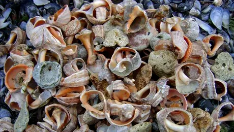 Bulgari anchetati pentru pescuit ilegal de melci romanesti