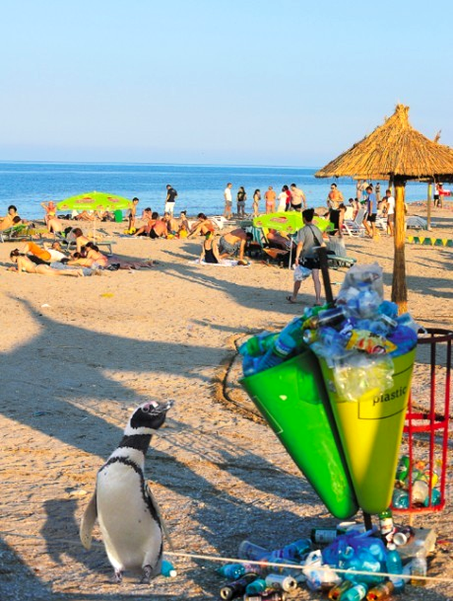 Pinguin maidanez, pe plaja in Eforie Nord :-))
