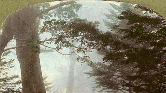 imagine stereoscopica