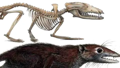 Socant! Oamenii se trag din… soareci?!