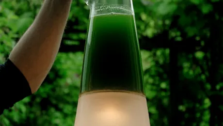 Iata prima lampa ce functioneaza prin fotosinteza!