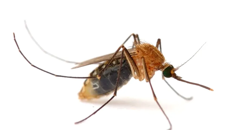 Guatemala lupta impotriva febrei dengue cu tantari modificati genetic