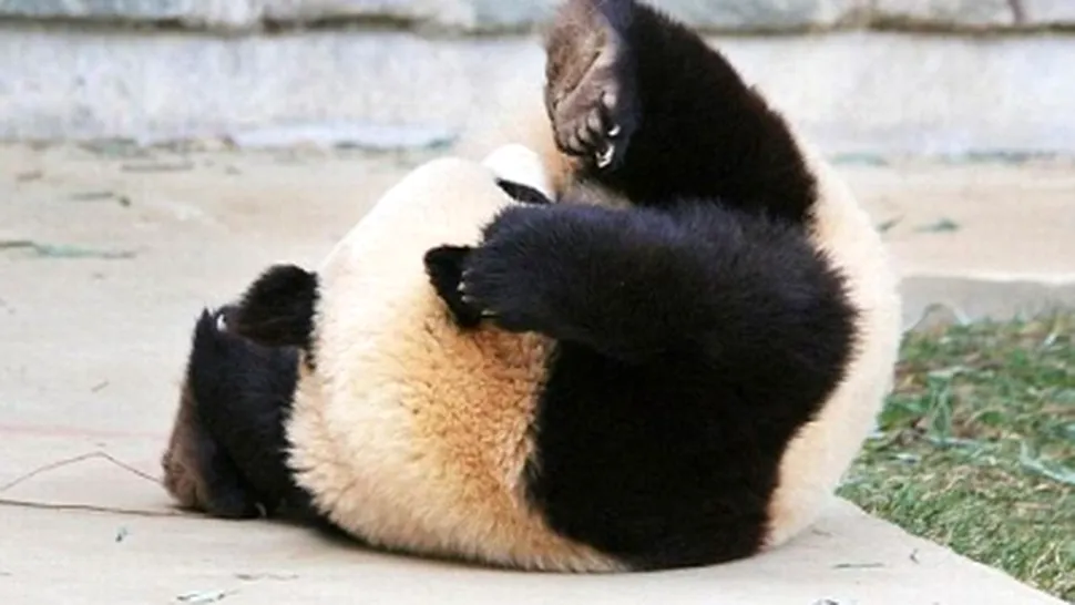Un urs panda face tumbe in somn (POZE)