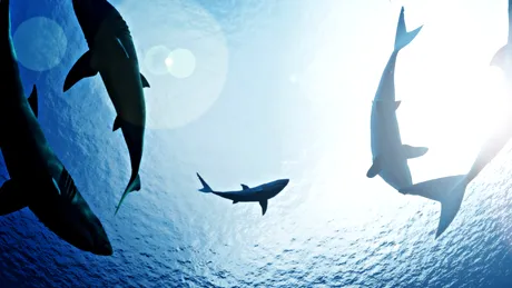 National Geographic Wild găzduiește în iulie a 10-a ediție Sharkfest, un bloc special de programe