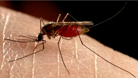 Bariere cu lumina infrarosie ar putea sa ne protejeze de tantari