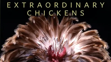 5 calendare trasnite, pentru 2010 (Poze)