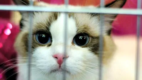 O pisica din SUA a luat gripa porcina de la stapanii sai