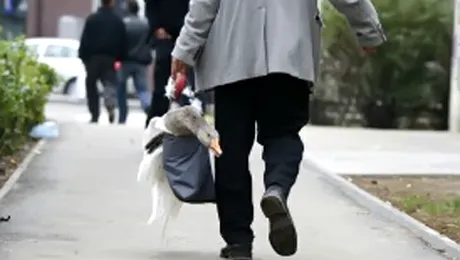 Cum mai merge piata spagii in spitale