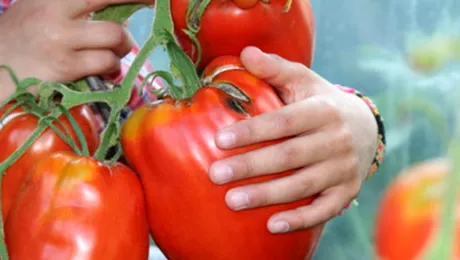 Romanii mananca, de cateva luni, rosii vopsite chimical! (Video)