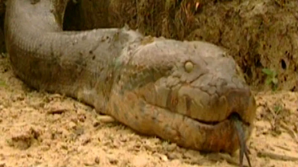 
Imaginile de 2 milioane de vizualizari cu cel mai mare şarpe din lume! Cum arată gigantul capturat în sălbăticie

