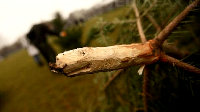 Brazii de Craciun din casele noastre vor ajunge inapoi in natura, dar ca ingrasamant