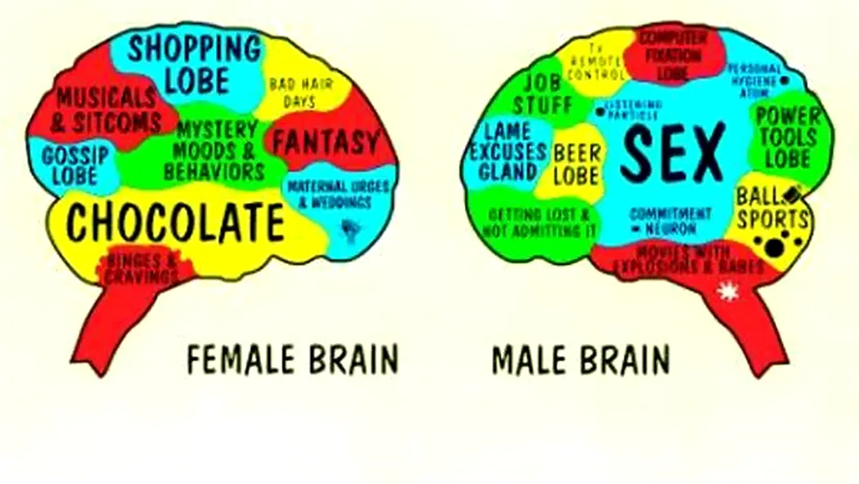 Creierul femeilor, diferit de cel al barbatilor - un mit