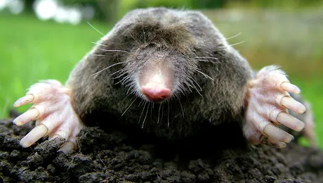 Pot cârtițele să prevestească vremea?