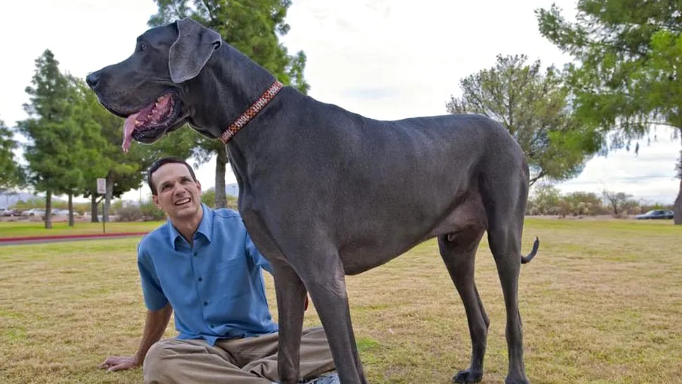 A murit cel mai mare câine din lume