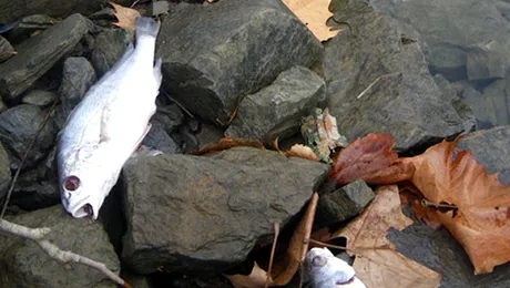 Sfarsitul lumii? „Ploaie” cu pasari moarte si sute de mii de pesti morti, in SUA