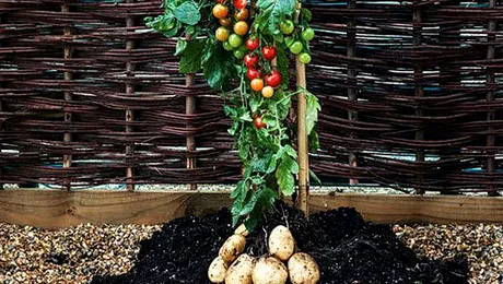 Roșii și cartofi pe același fir, un vis devenit realitate – VIDEO