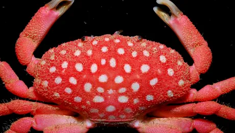 O noua specie de crab a fost descoperita pe o plaja din Taiwan