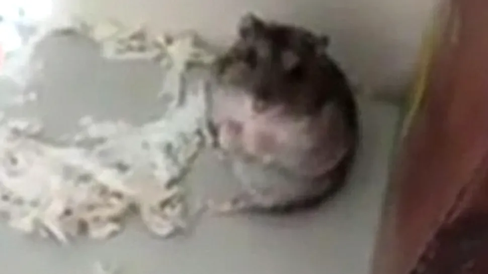 Cum face pe mortul cel mai simpatic hamster-actor (Video)