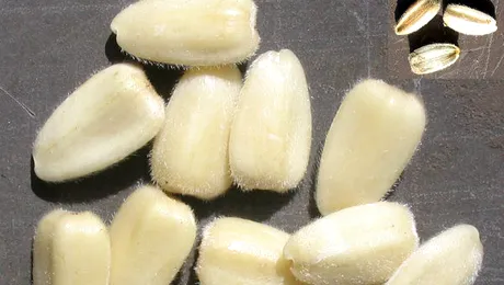 Ce este o sâmânță?