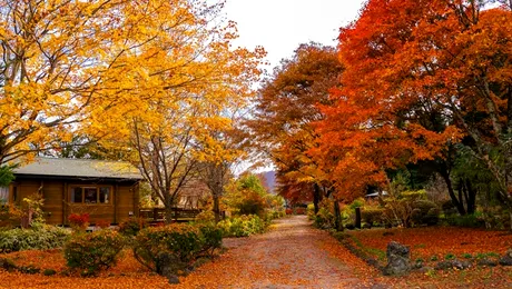 Problemele cauzate de frunzele căzute în jurul casei