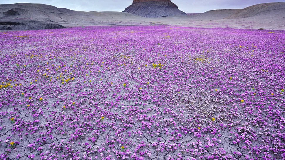 Scorpion Weed, florile magice din desertul Mojave