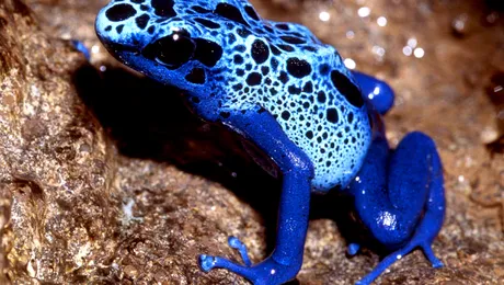O broască albastră rară a fost descoperită în SUA