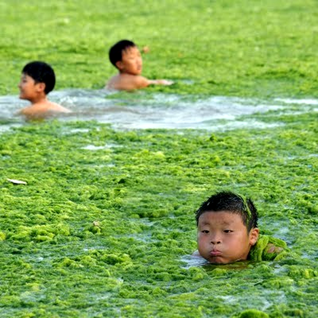 alge marine in china