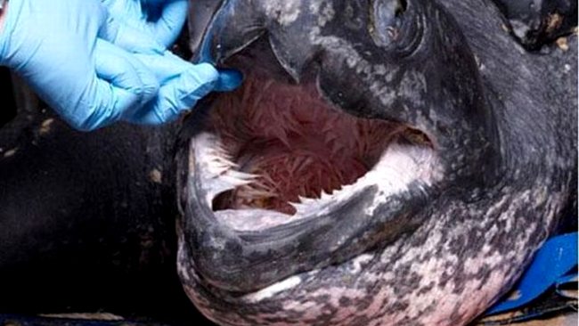 broasca testoasa pieloasa