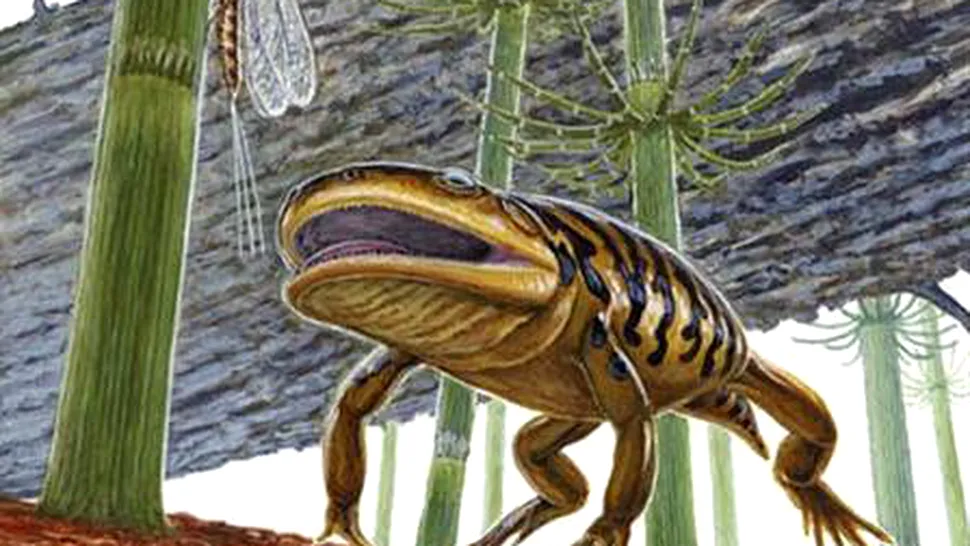 S-a gasit broscamandra de acum 290 milioane de ani