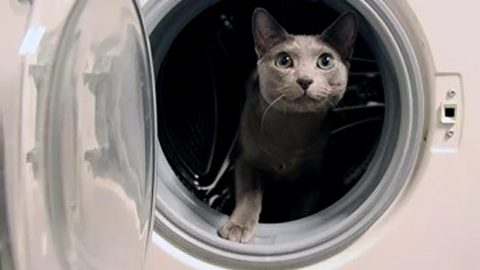 A pus pisica în mașina de spălat și a apăsat START! Ce a hotărât instanța care l-a judecat
