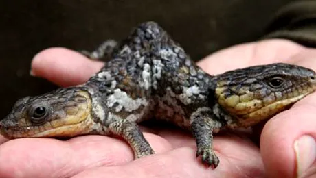 Soparla cu doua capete, descoperita in Australia