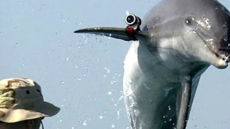 Marina SUA foloseste delfini, in misiuni speciale