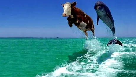 25 de lucruri despre animale care îți vor face ziua mai frumoasă