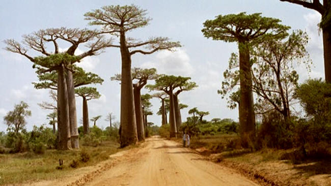 baobab