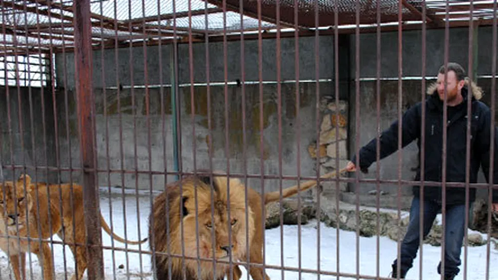 Un ucrainean va locui cu doi lei intr-o cusca, timp de 35 de zile