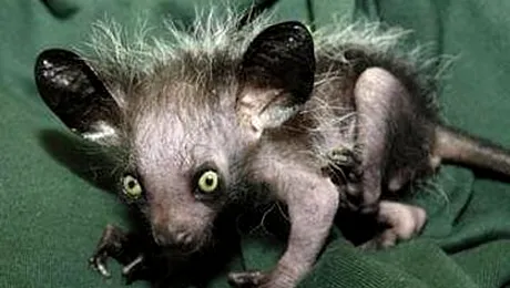 Cei mai ciudati pui de animale (Poze)