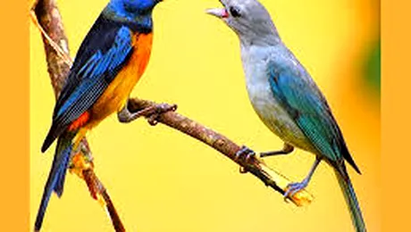 De ce cântă păsările?