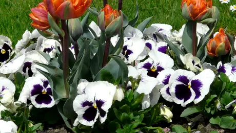 De ce au florile culoare și miros?