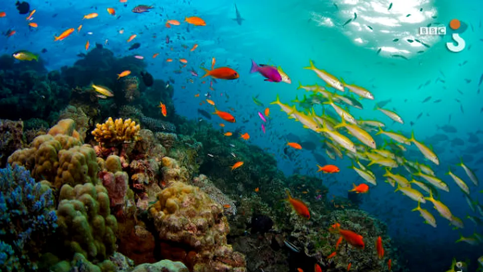 BBC Knowledge prezintă: Marea Barieră de Corali