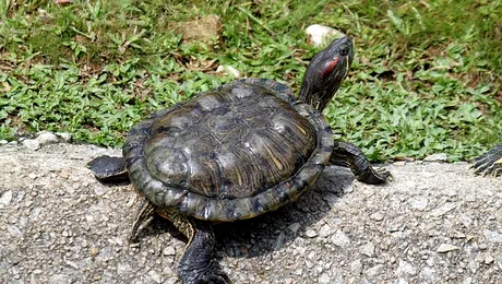 Care sunt cele mai longevive animale?