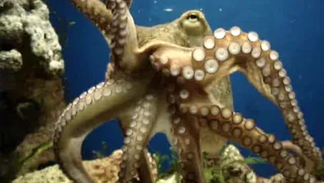 Caracatitei Paul i se va ridica o statuie