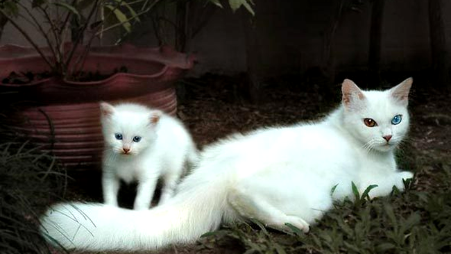 Hiro si mama sa, Pretty