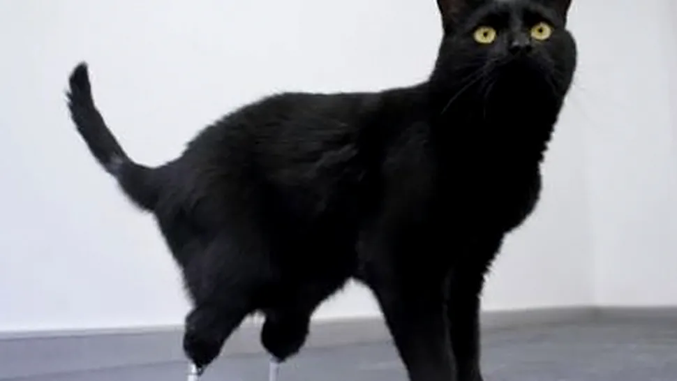 Oscar, prima pisica bionica din lume