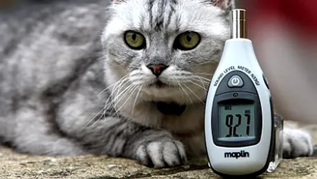 Smokey, cel mai galagios motan din lume (Video)