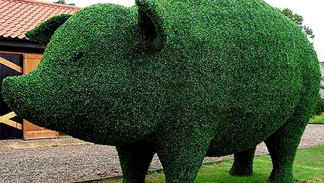 Printul Charles are in curtea casei un porc fara carne, oase si grasime! (Poze)