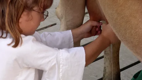 De ce dau vacile lapte?