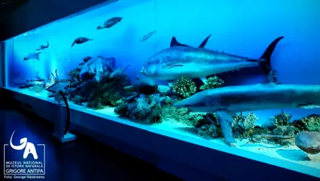 De vizitat! Cele mai importante muzee din Bucureşti