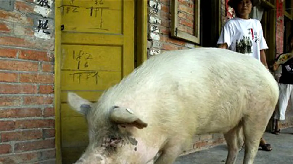 Chinezii au clonat un porc supravietuitor al cutremurului din 2008, din Sichuan